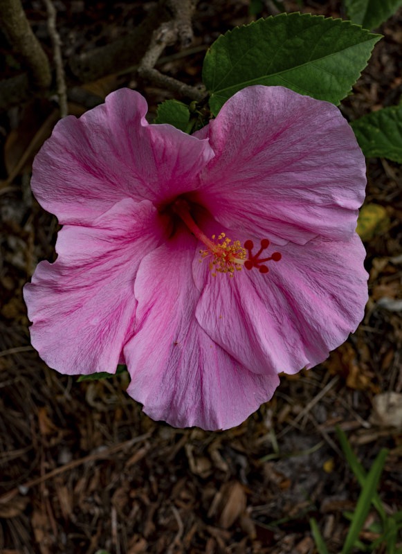 Margaret-H-Hibiscus-pink.jpg