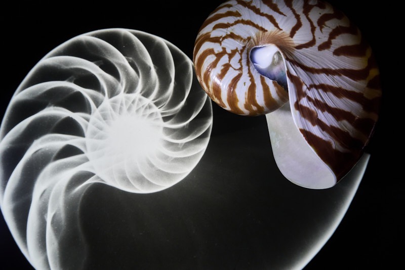 David-X-X-Ray-Nautilus.jpg