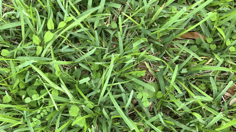 Jeffery-G-Grass.jpg