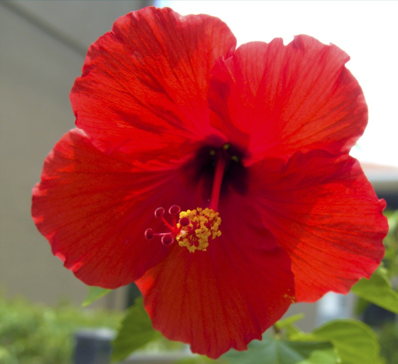 Jodi-H-Hibiscus.jpg