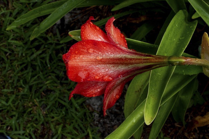 Margaret-C-Canna-Lily.jpg