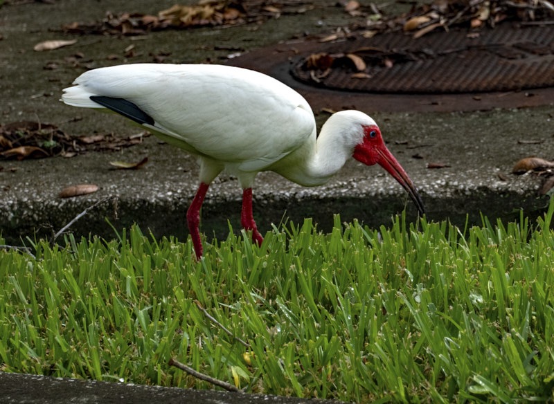 Margaret-I-Ibis.jpg