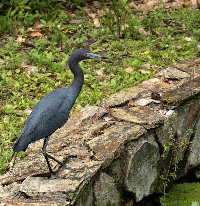 Margaret-N-Nice-shot-of-little-blue-heron.jpg