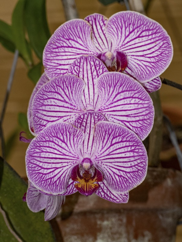 Margaret-O-orchids.jpg