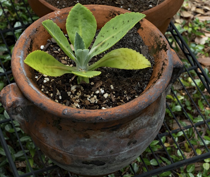 Margaret-P-potted-plant.jpg