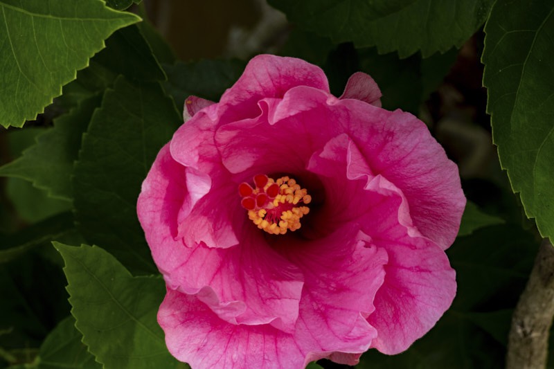 Margaret-S-Spiral-hibiscus.jpg