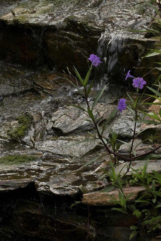 Margaret-W-waterfall-with-petunia.jpg