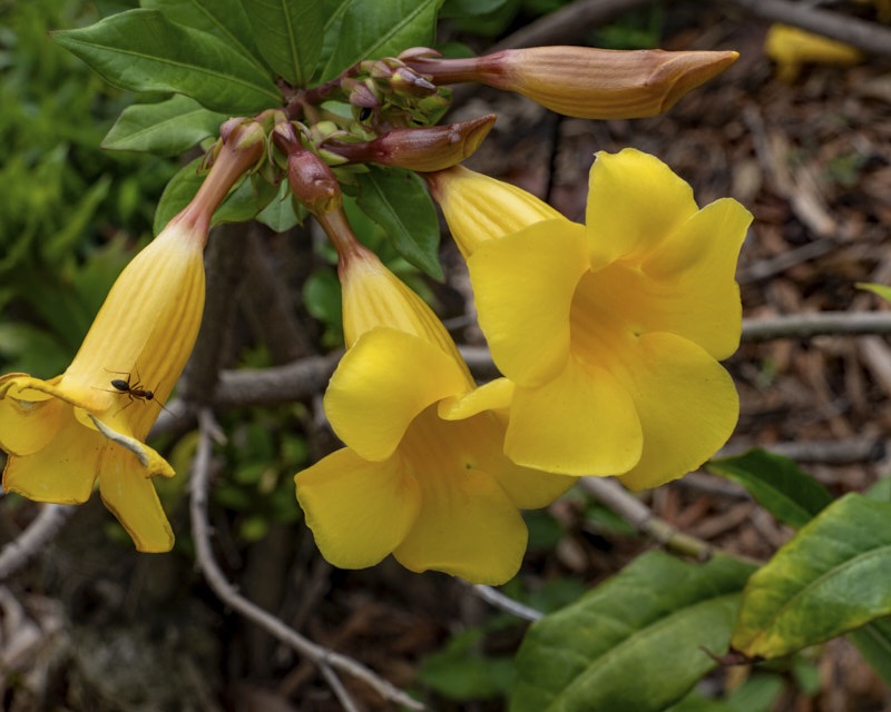 Margaret-Y-Yellow-flowers.jpg