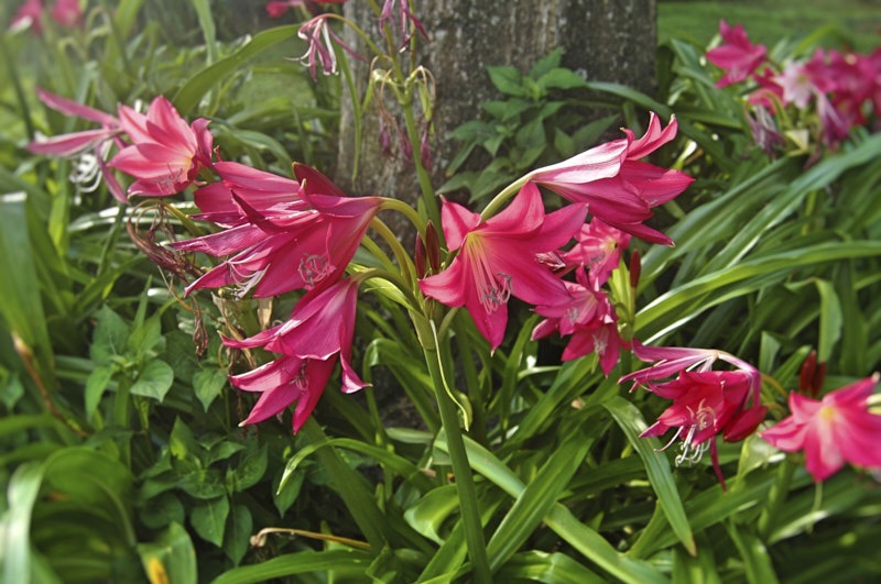 Marty-D-Daylily.jpg