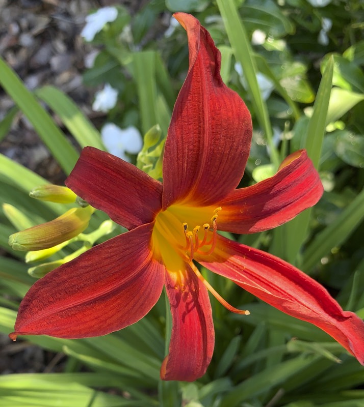 Pat-D-Daylily.jpg