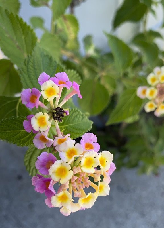 Pat-L-Lantana.jpg