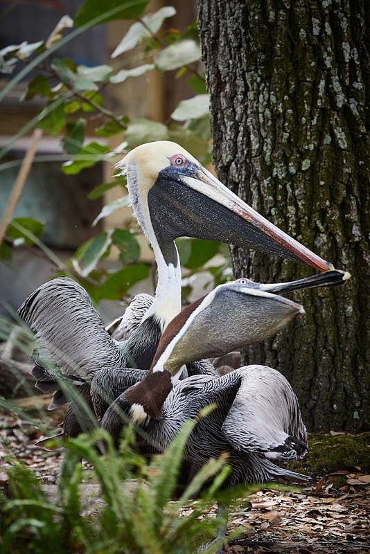 David-March-Zoo-067.jpg