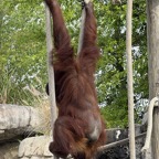 Ron-May-007.jpg