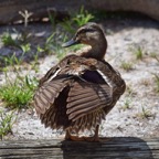 Ron-May-011.jpg