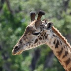 Ron-May-017.jpg