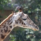 Ron-May-018.jpg
