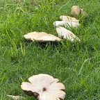 Pat-September-017.jpg