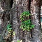 Bob-May-010.jpg