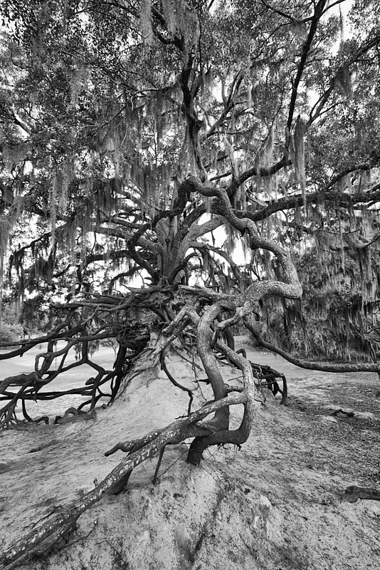 David-May-001-BW.jpg