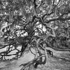David-May-001-BW.jpg