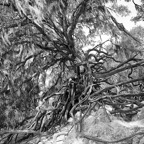 David-May-008-BW.jpg