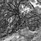 David-May-009-BW.jpg
