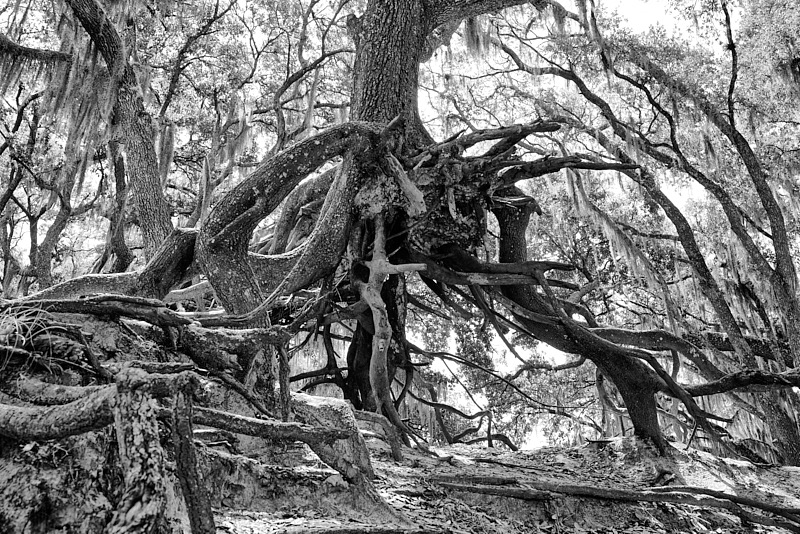 David-May-016-BW.jpg