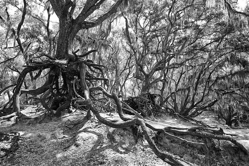 David-May-017-BW.jpg