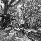 David-May-017-BW.jpg