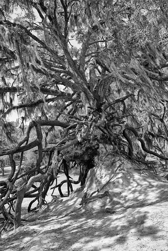 David-May-022-BW.jpg