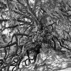 David-May-022-BW.jpg