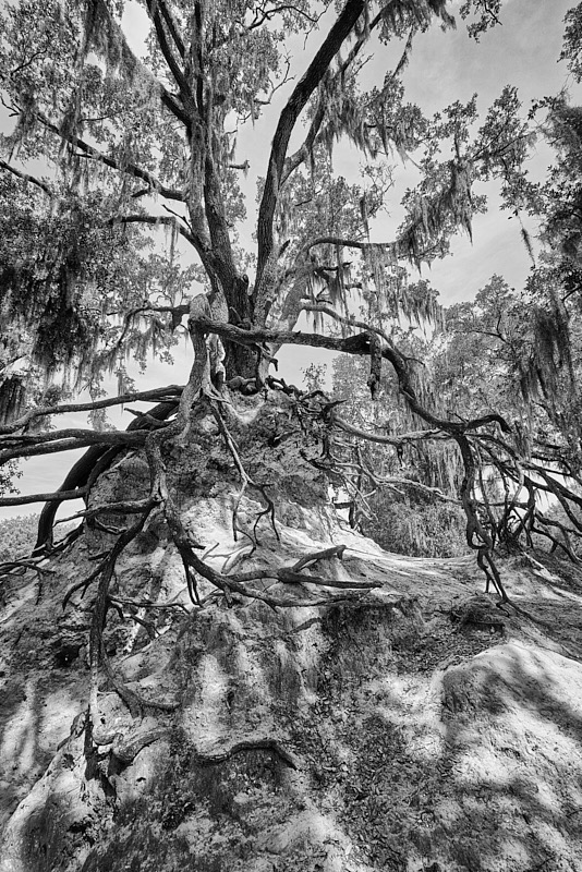 David-May-026-BW.jpg