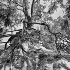 David-May-026-BW.jpg