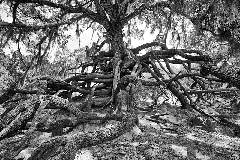 David-May-028-BW.jpg