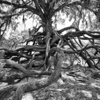David-May-028-BW.jpg