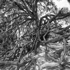 David-May-030-BW.jpg
