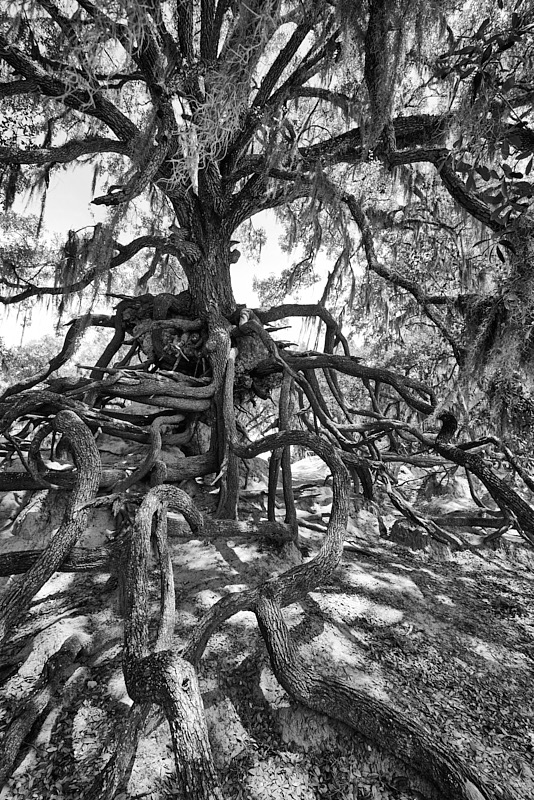 David-May-045-BW.jpg