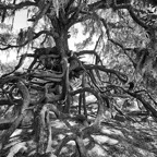 David-May-045-BW.jpg
