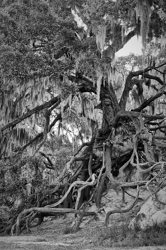 Pat-May-002-BW.jpg