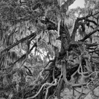Pat-May-002-BW.jpg