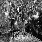 Pat-May-003-BW.jpg