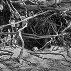 Pat-May-005-BW.jpg