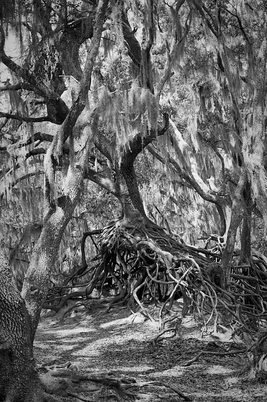 Pat-May-007-BW.jpg