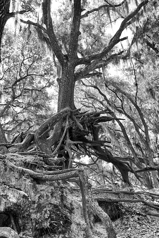 Pat-May-011-BW.jpg