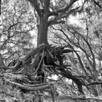 Pat-May-011-BW.jpg