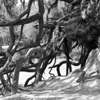 Pat-May-016-BW.jpg