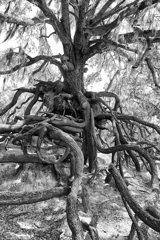 Pat-May-025-BW.jpg