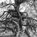 Pat-May-025-BW.jpg