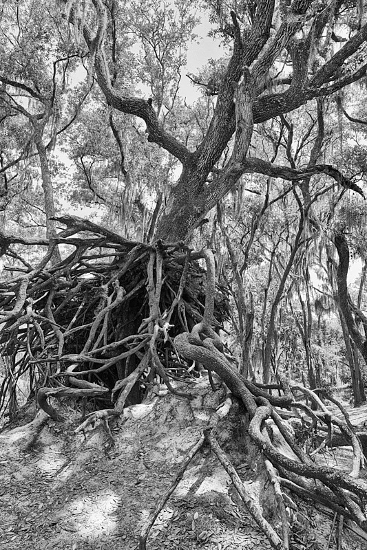 Pat-May-033-BW.jpg