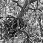 Pat-May-033-BW.jpg